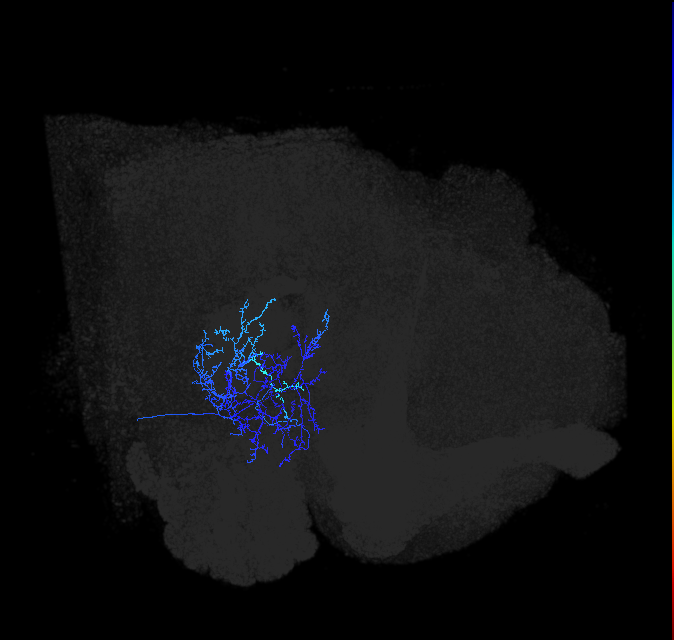 adult posterior ventrolateral protocerebrum neuron 073
