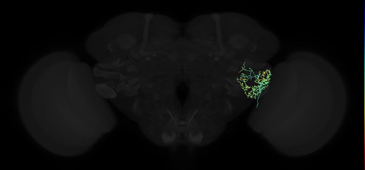 adult posterior ventrolateral protocerebrum neuron 074