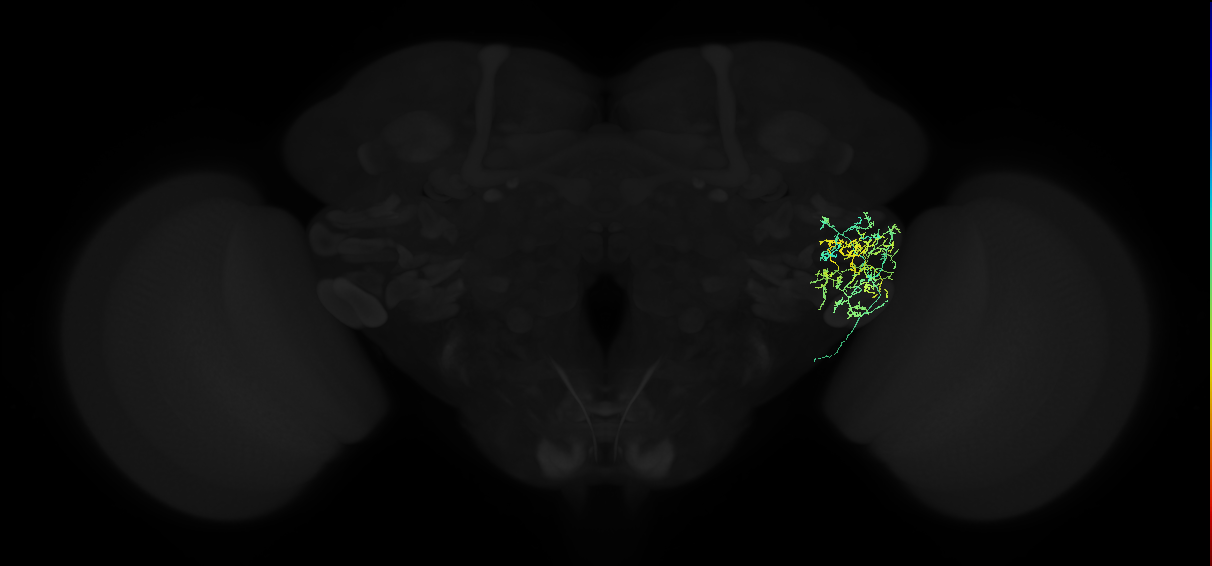 adult posterior ventrolateral protocerebrum neuron 075