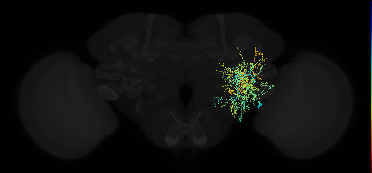 adult posterior ventrolateral protocerebrum neuron 076