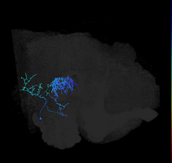 adult posterior ventrolateral protocerebrum neuron 077