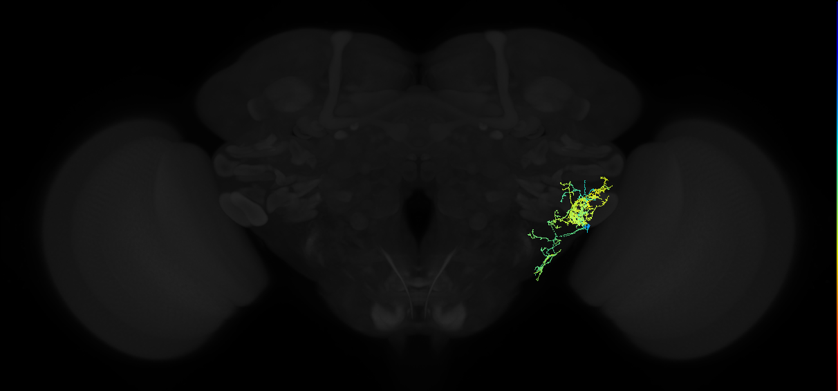 adult posterior ventrolateral protocerebrum neuron 077