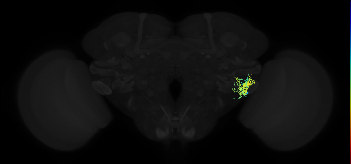 adult posterior ventrolateral protocerebrum neuron 078