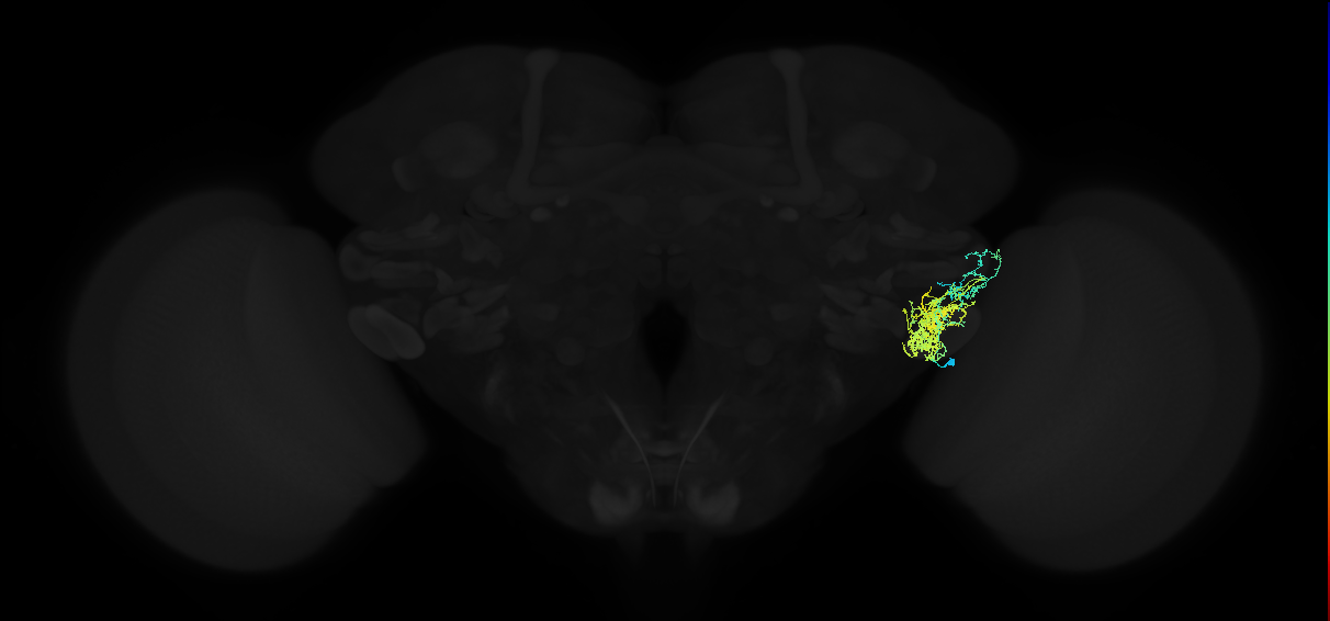 adult posterior ventrolateral protocerebrum neuron 079