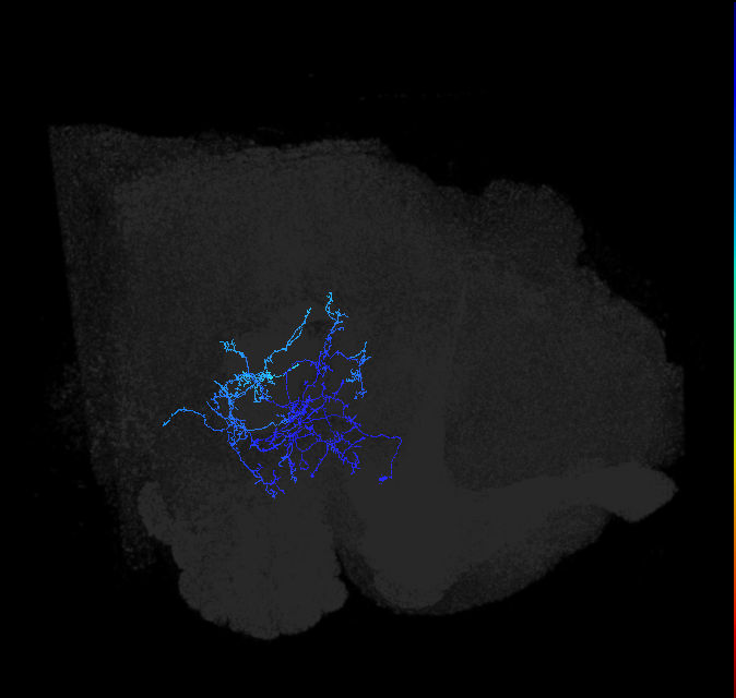 adult posterior ventrolateral protocerebrum neuron 080