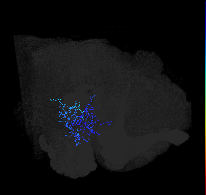 PVLP080_R (FlyEM-HB:1571884727)