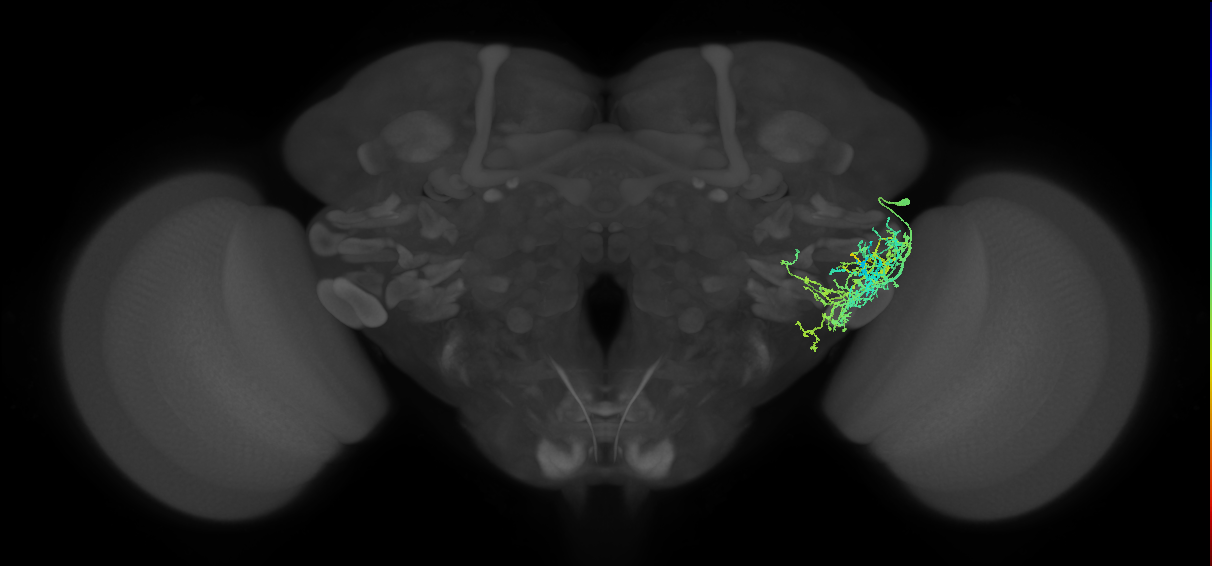 PVLP080_R (FlyEM-HB:1571884727)