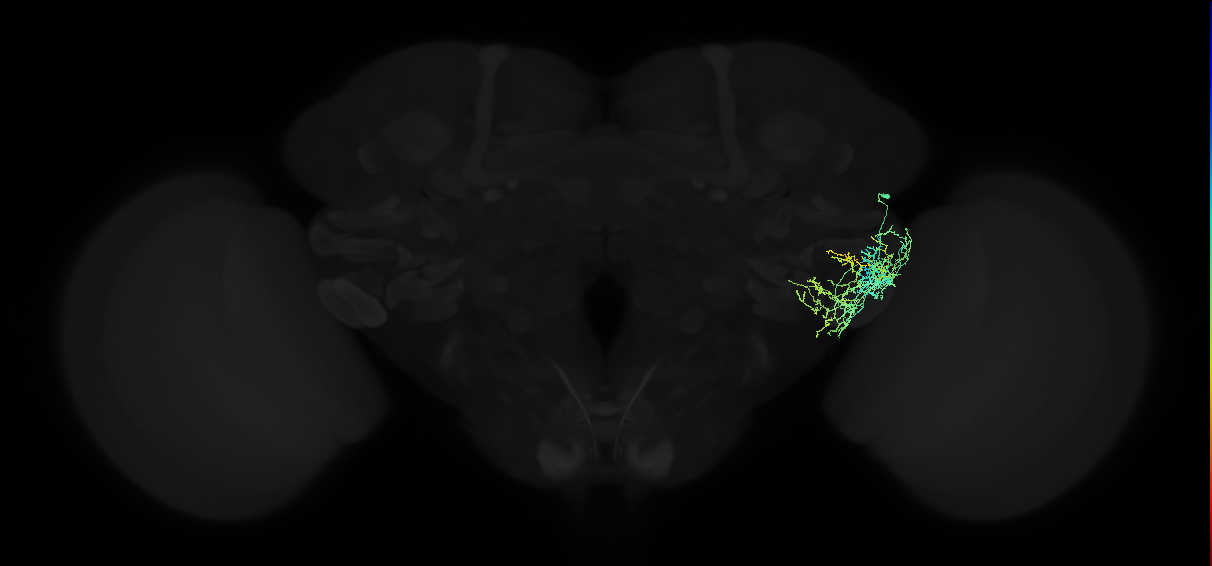 adult posterior ventrolateral protocerebrum neuron 080