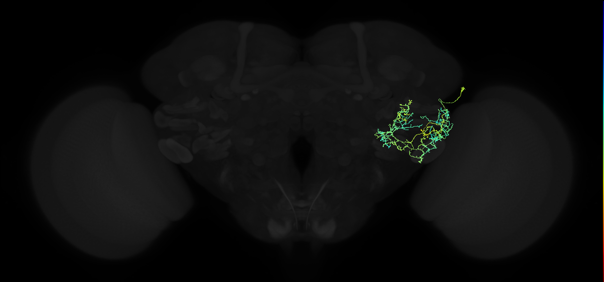 adult posterior ventrolateral protocerebrum neuron 082