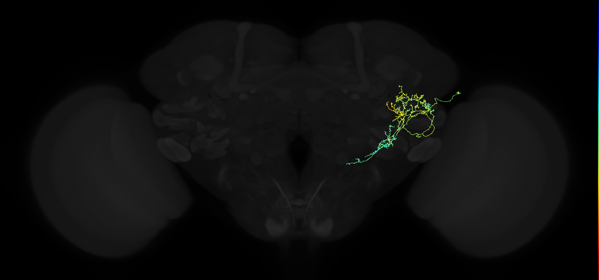 adult posterior ventrolateral protocerebrum neuron 084