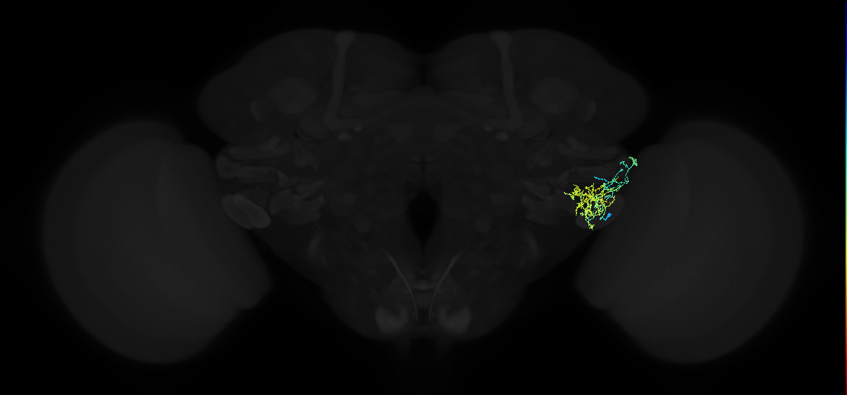 adult posterior ventrolateral protocerebrum neuron 086