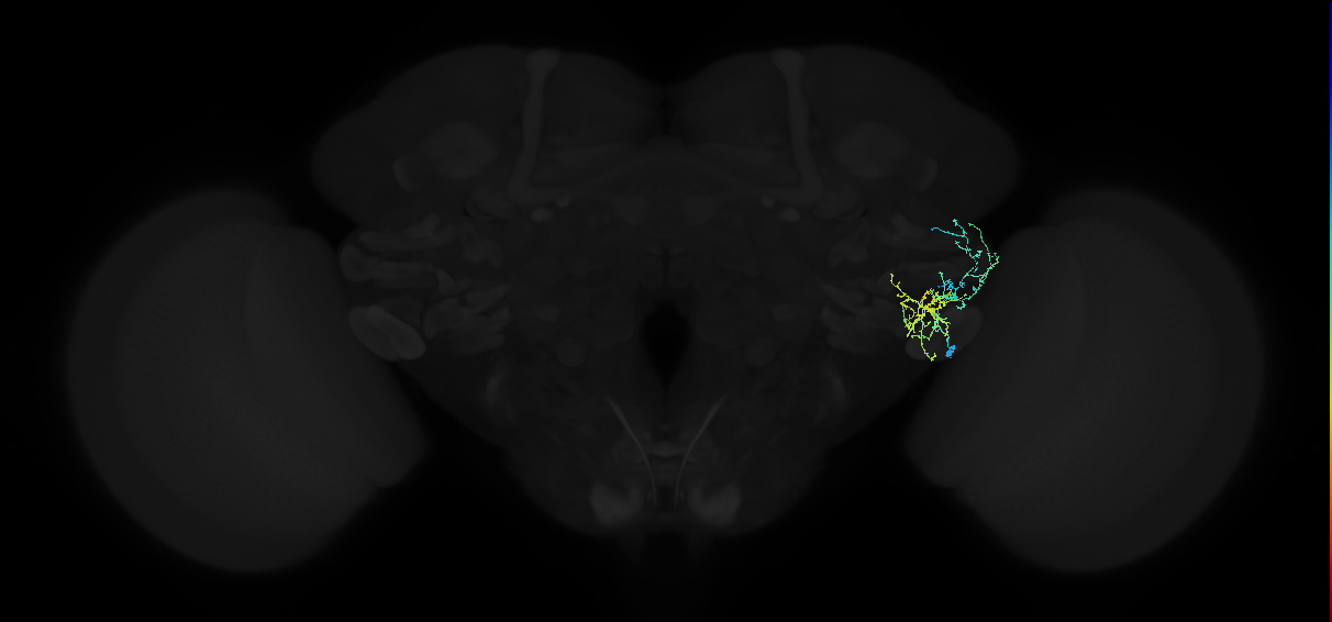 adult posterior ventrolateral protocerebrum neuron 087