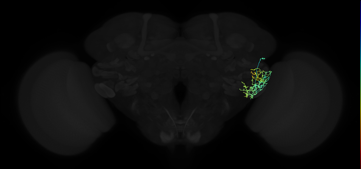 adult posterior ventrolateral protocerebrum neuron 088