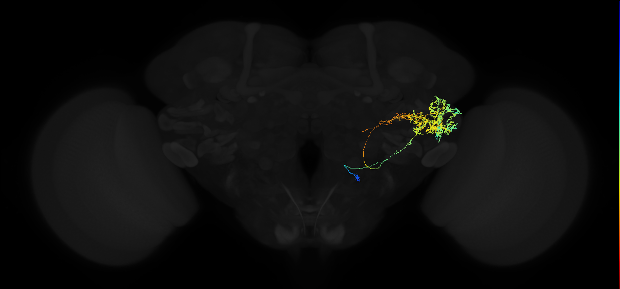 adult posterior ventrolateral protocerebrum neuron 089