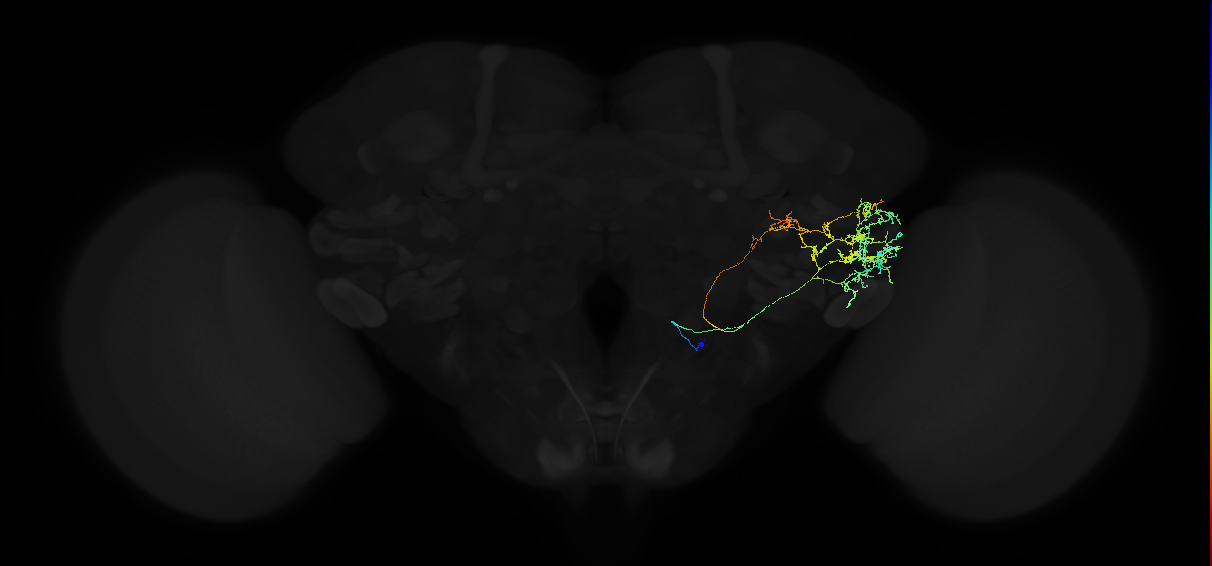adult posterior ventrolateral protocerebrum neuron 090