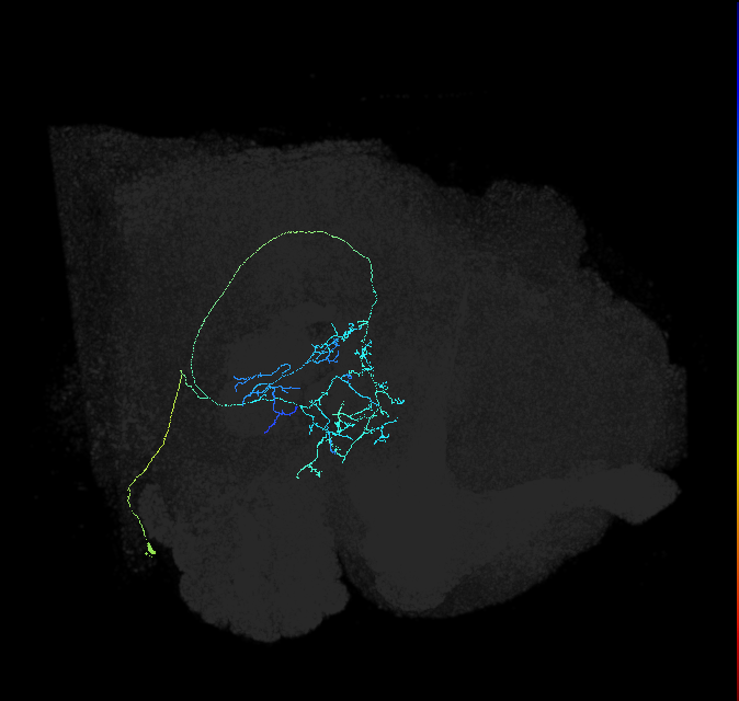 adult posterior ventrolateral protocerebrum neuron 092