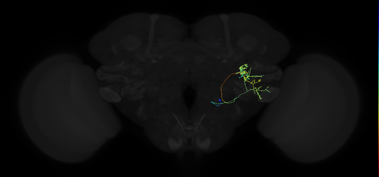 adult posterior ventrolateral protocerebrum neuron 092