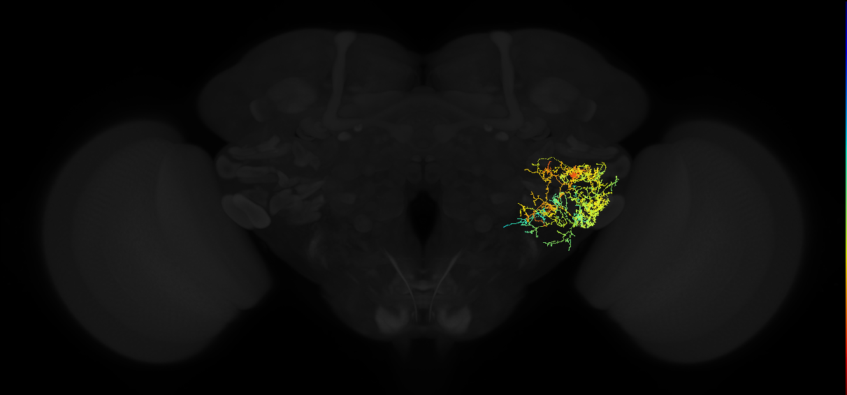 adult posterior ventrolateral protocerebrum neuron 094
