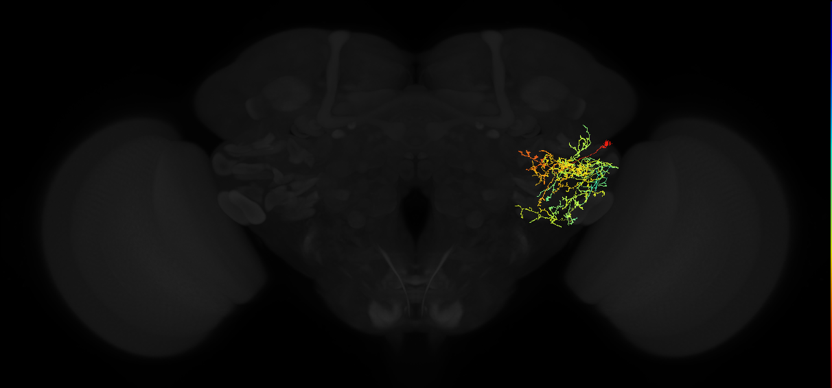 adult posterior ventrolateral protocerebrum neuron 095
