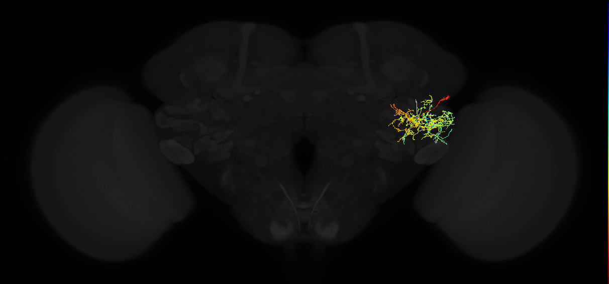 adult posterior ventrolateral protocerebrum neuron 096