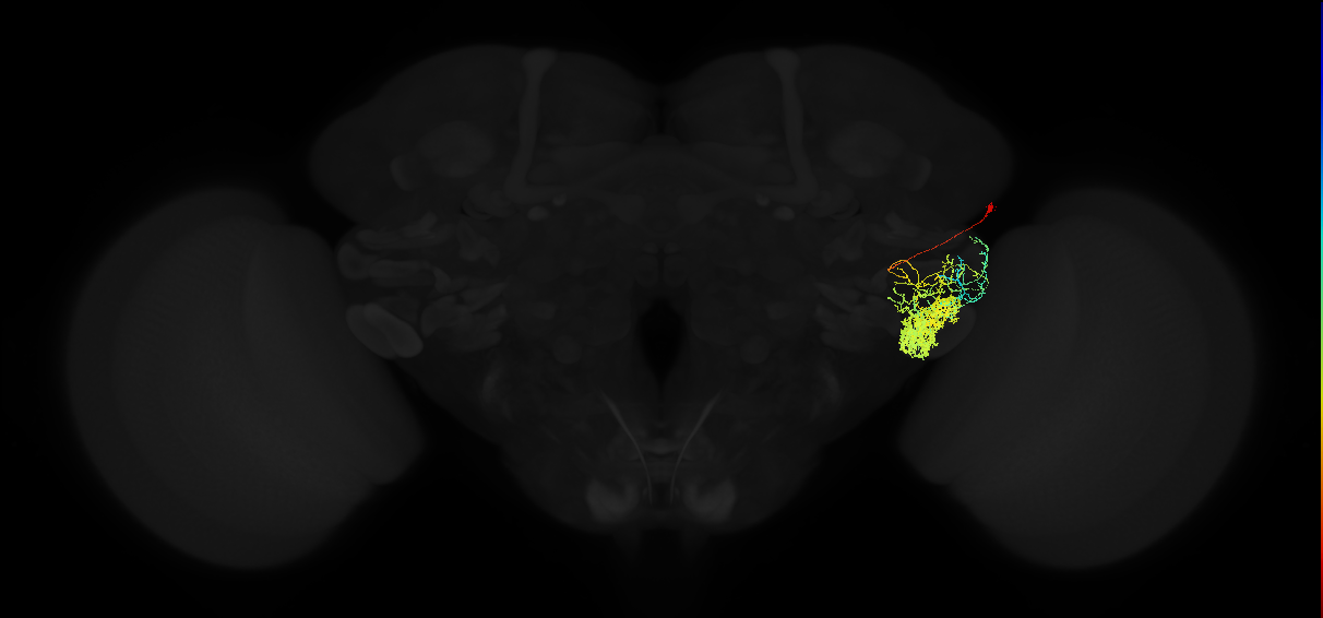 adult posterior ventrolateral protocerebrum neuron 097