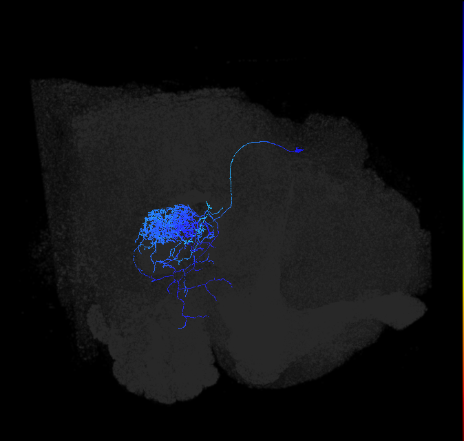 PVLP097_b_R (FlyEM-HB:1189606166)