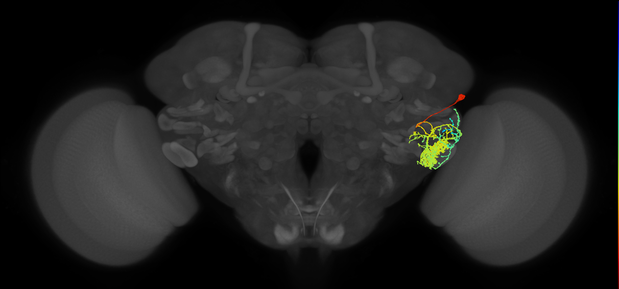 PVLP097_b_R (FlyEM-HB:1189606166)