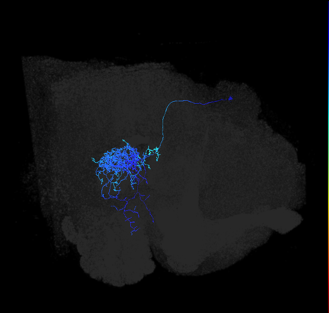 PVLP097_b_R (FlyEM-HB:5812990958)