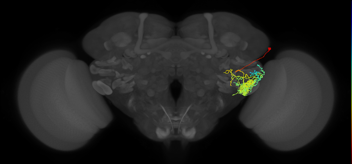 PVLP097_b_R (FlyEM-HB:5812990958)