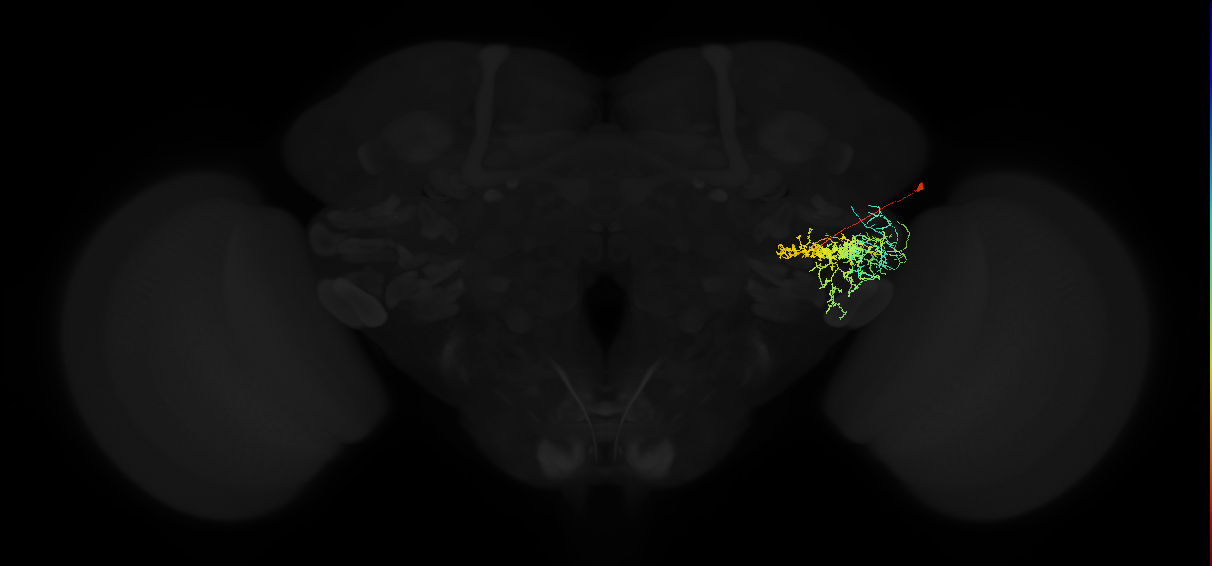 adult posterior ventrolateral protocerebrum neuron 098