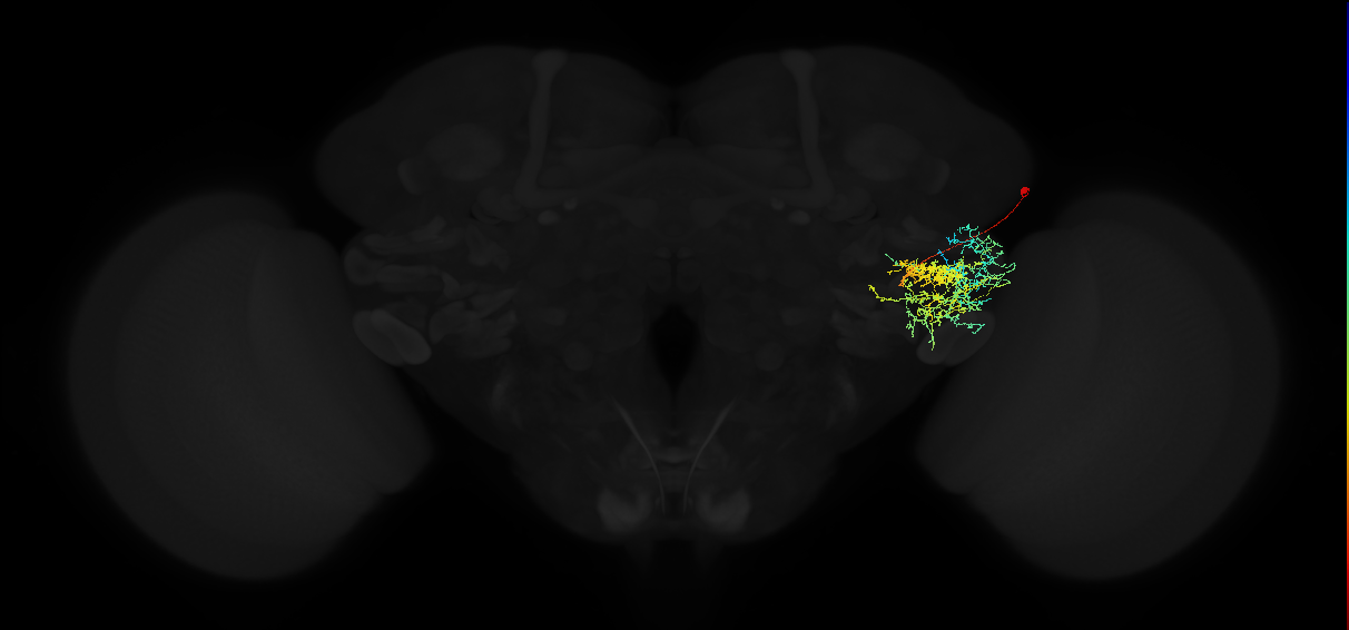 adult posterior ventrolateral protocerebrum neuron 099