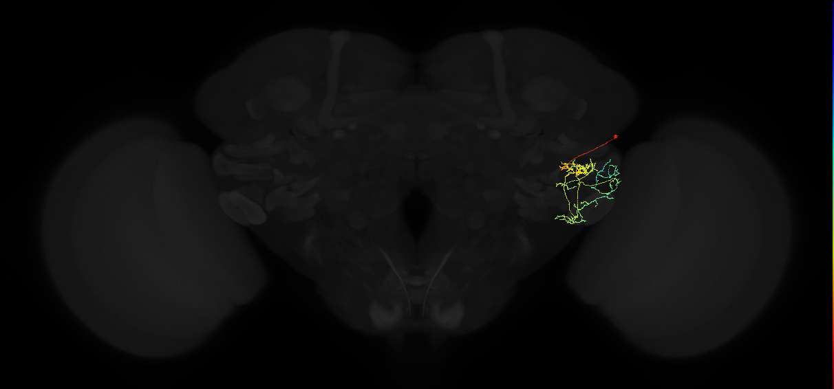 adult posterior ventrolateral protocerebrum neuron 099