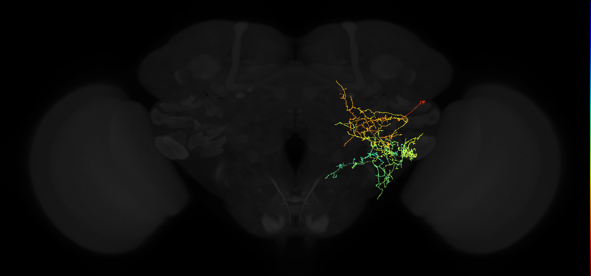 adult posterior ventrolateral protocerebrum neuron 100