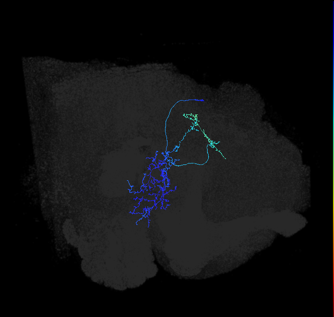 PVLP101_R (FlyEM-HB:1375504297)