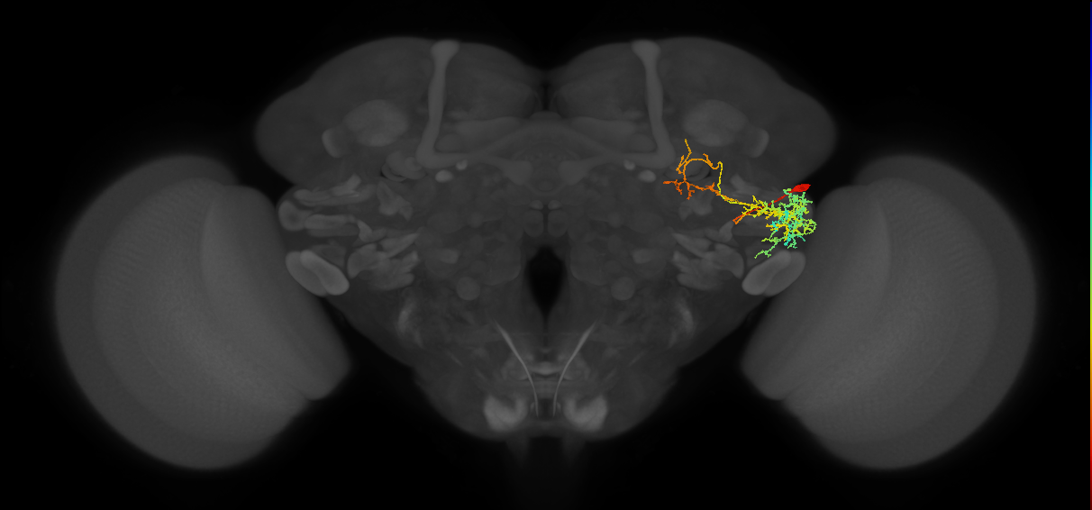 PVLP101_R (FlyEM-HB:1375504297)