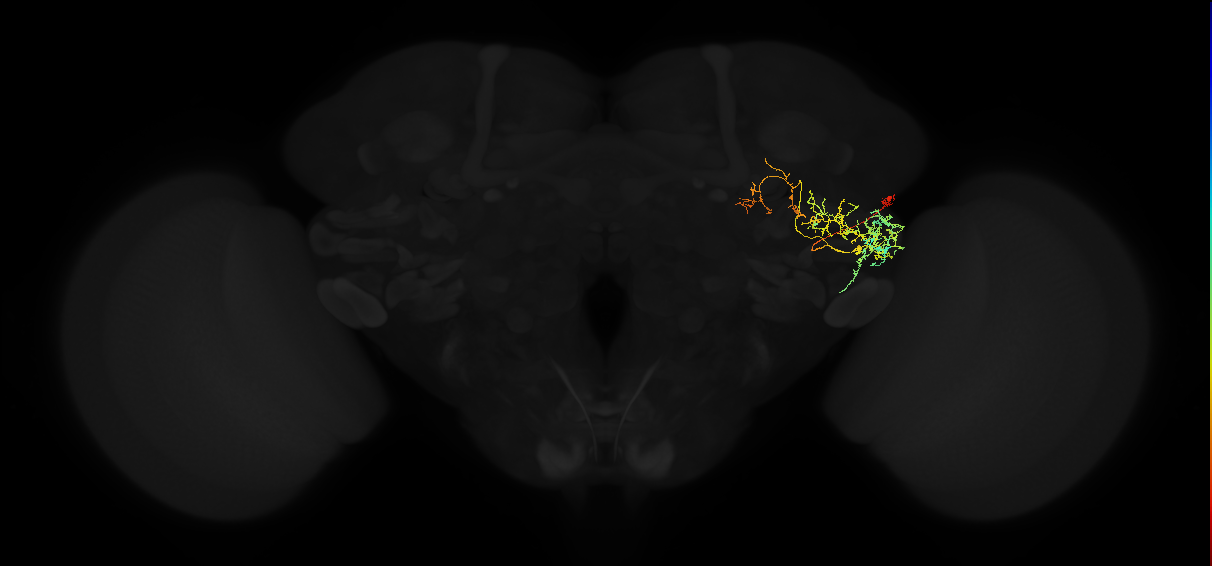 adult posterior ventrolateral protocerebrum neuron 101