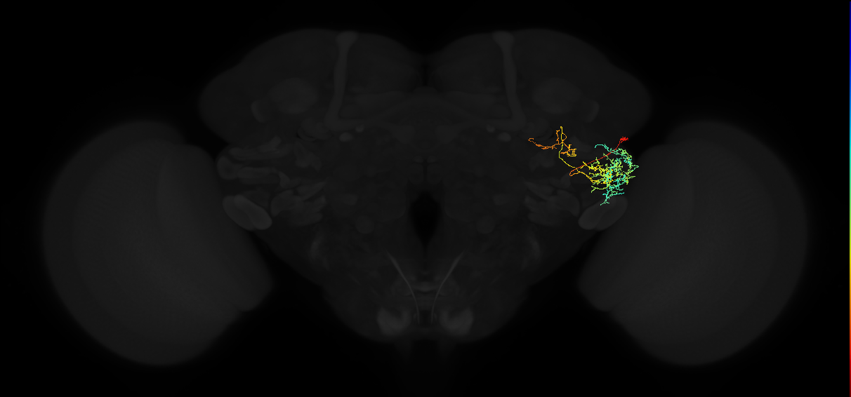 adult posterior ventrolateral protocerebrum neuron 101