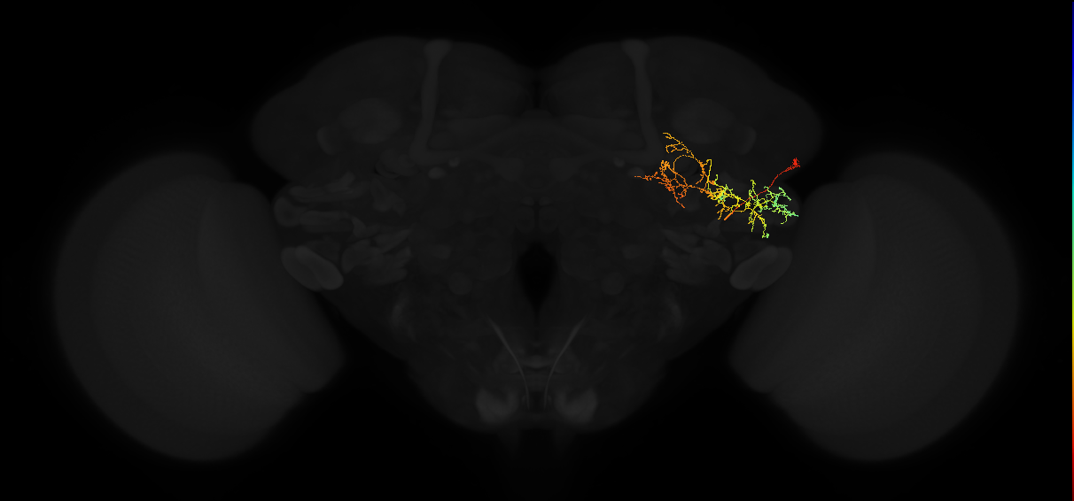 adult posterior ventrolateral protocerebrum neuron 102