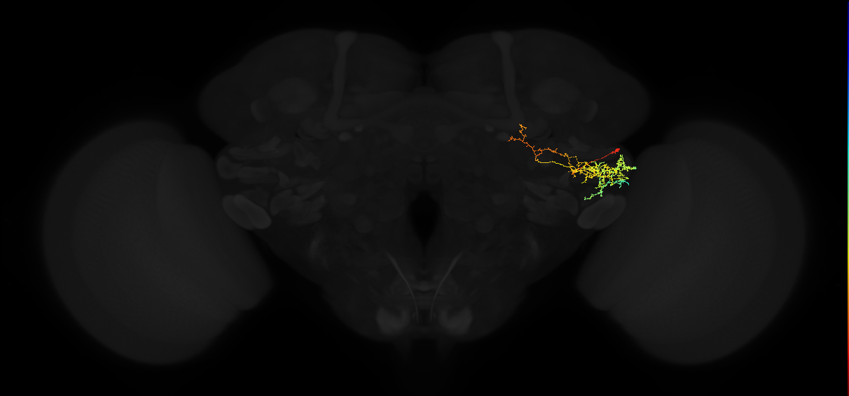 adult posterior ventrolateral protocerebrum neuron 103