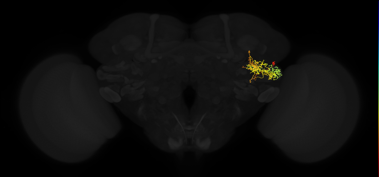 adult posterior ventrolateral protocerebrum neuron 104