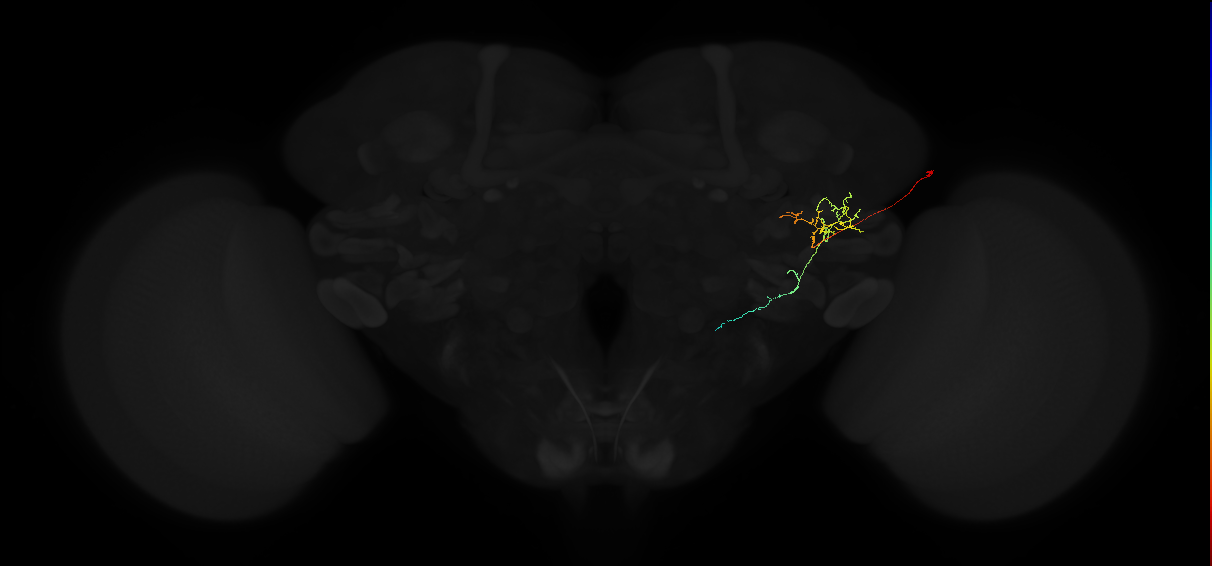 adult posterior ventrolateral protocerebrum neuron 105