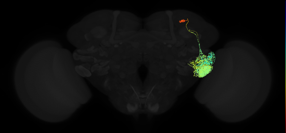 adult posterior ventrolateral protocerebrum neuron 106