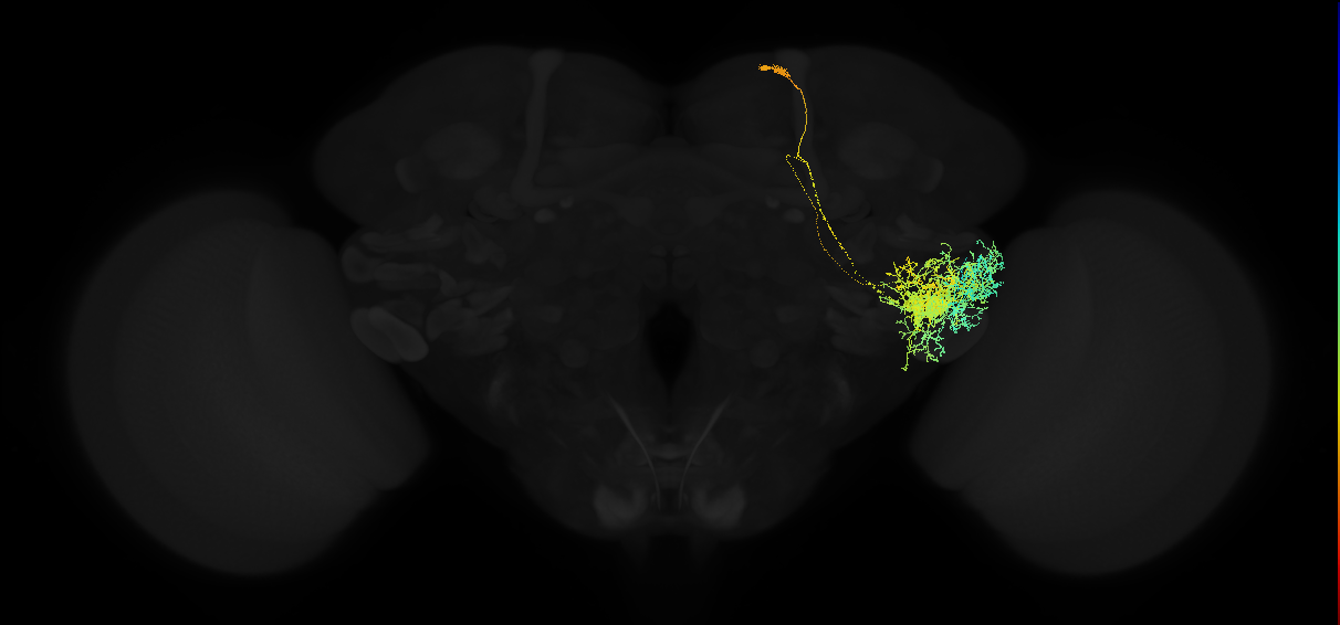 adult posterior ventrolateral protocerebrum neuron 107