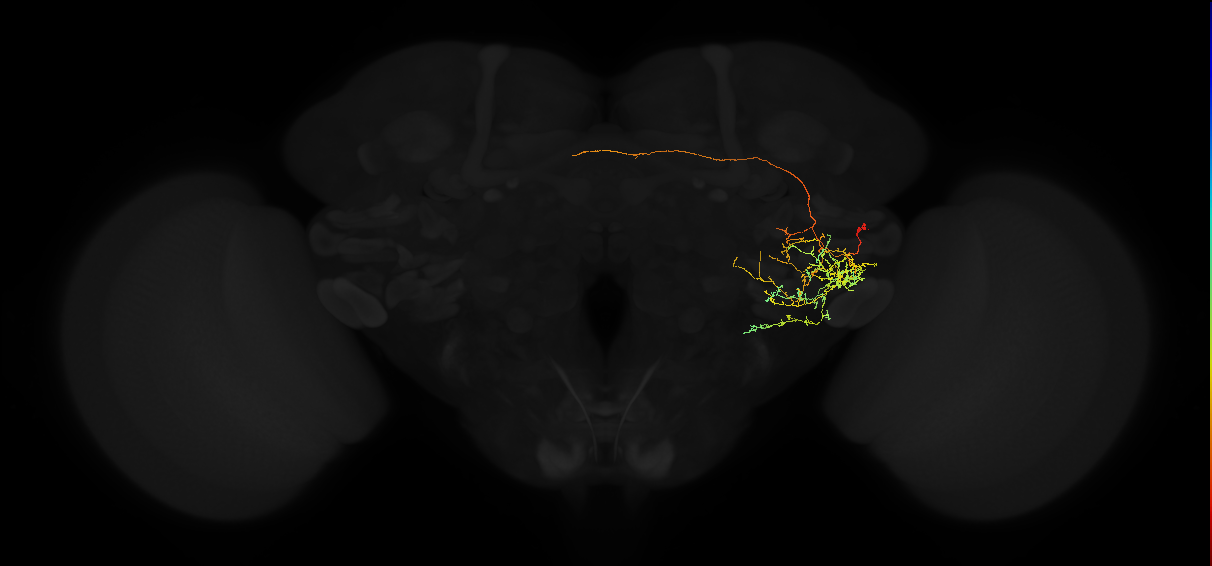 adult posterior ventrolateral protocerebrum neuron 108