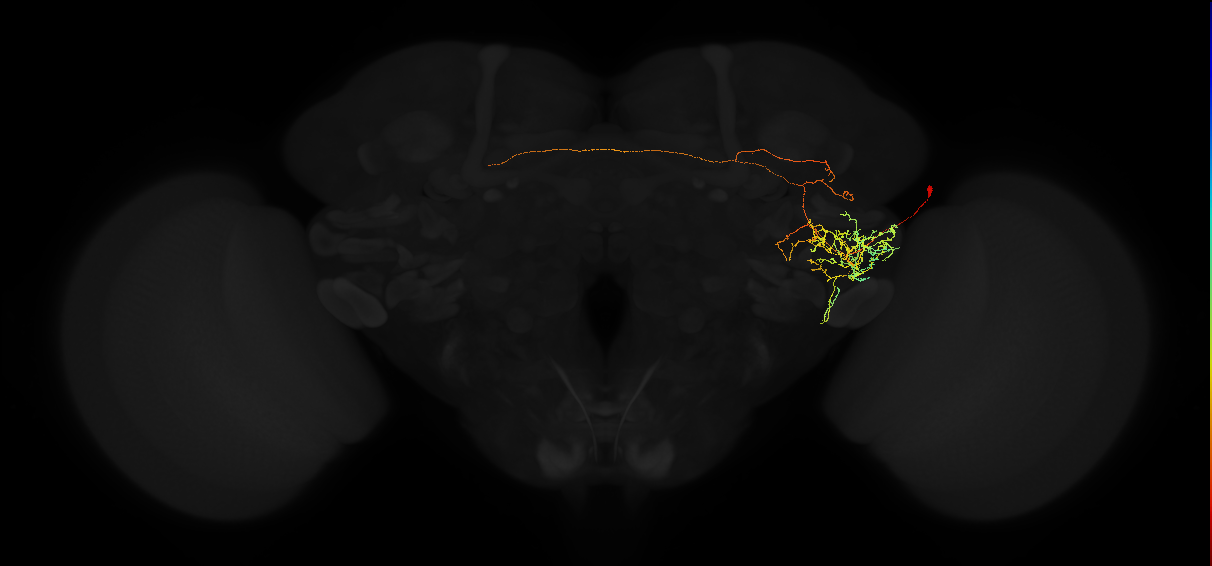 adult posterior ventrolateral protocerebrum neuron 109