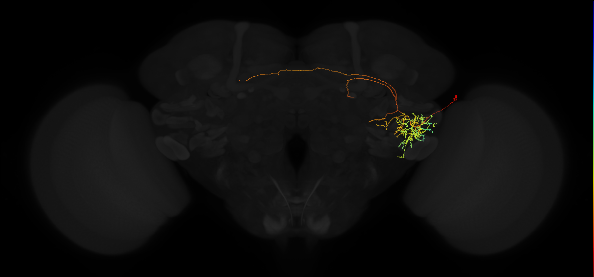 adult posterior ventrolateral protocerebrum neuron 109