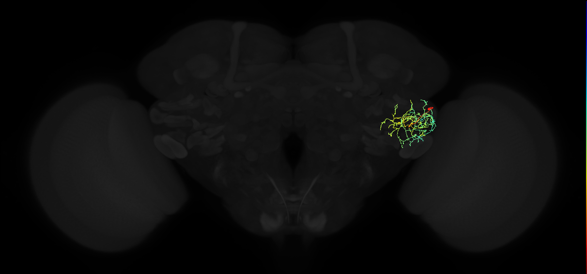 adult posterior ventrolateral protocerebrum neuron 110