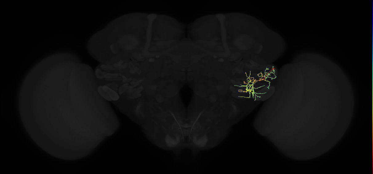 adult posterior ventrolateral protocerebrum neuron 111