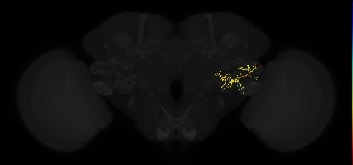 adult posterior ventrolateral protocerebrum neuron 112