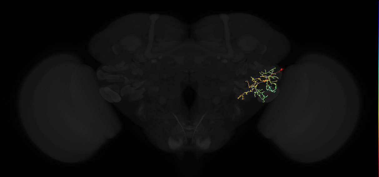 adult posterior ventrolateral protocerebrum neuron 112